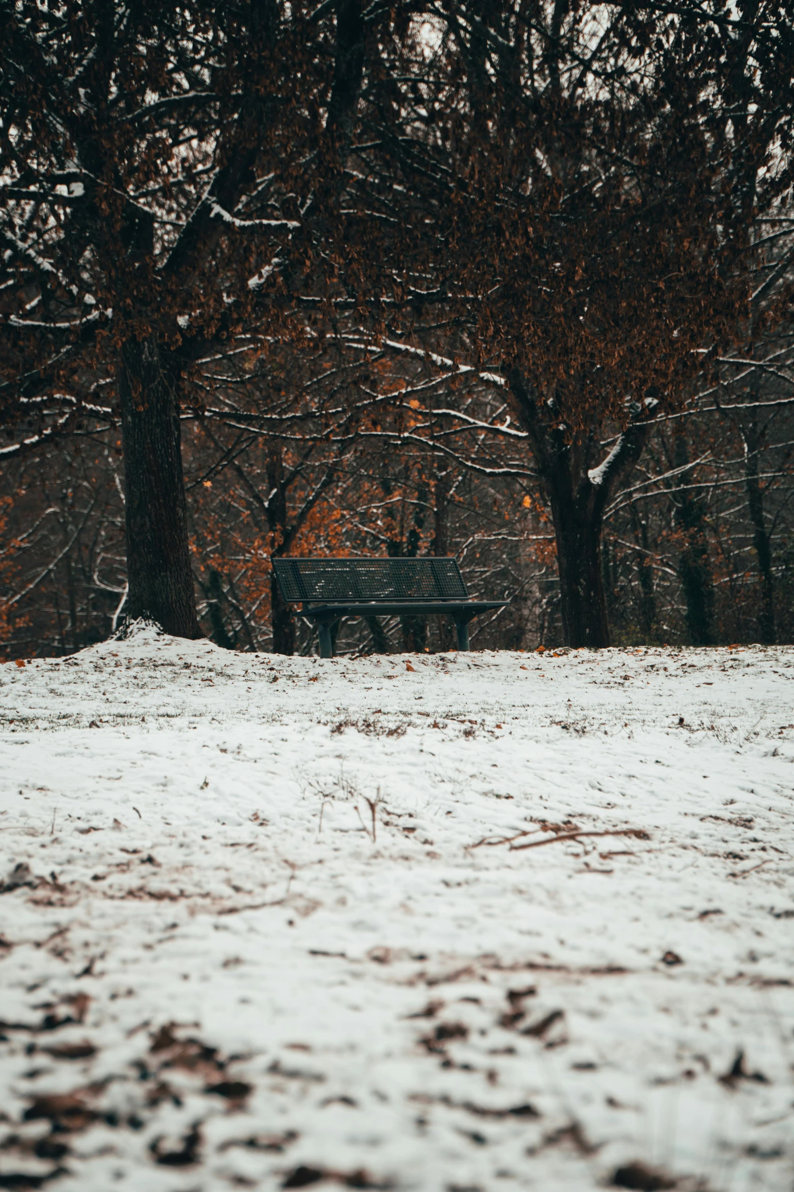 snow covered park with benches and trees