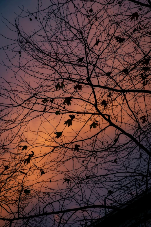 the view from underneath of leaves on a tree