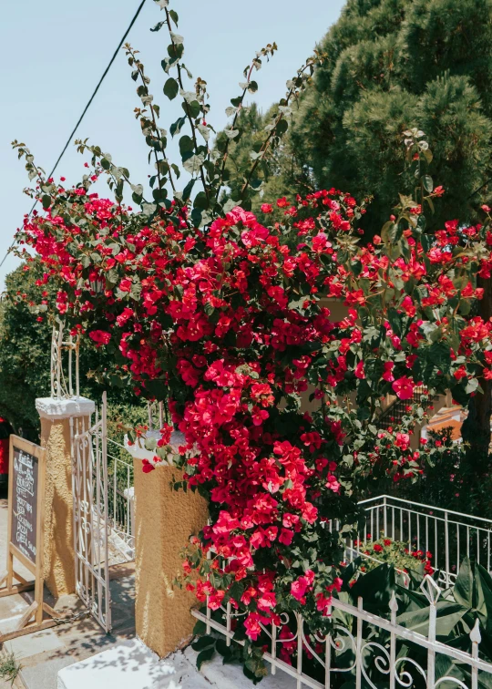 red flowers hanging over an iron fence with a sign