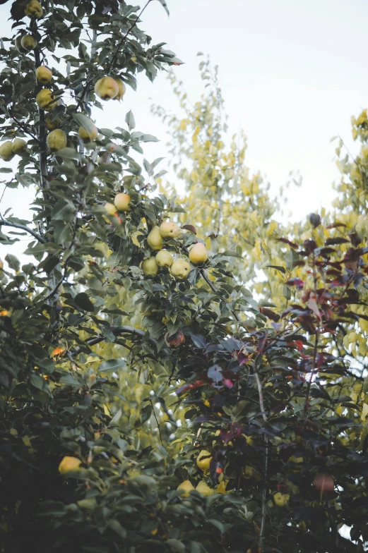 oranges are growing on trees in the wild