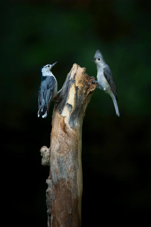 three birds sitting on top of a dead tree trunk