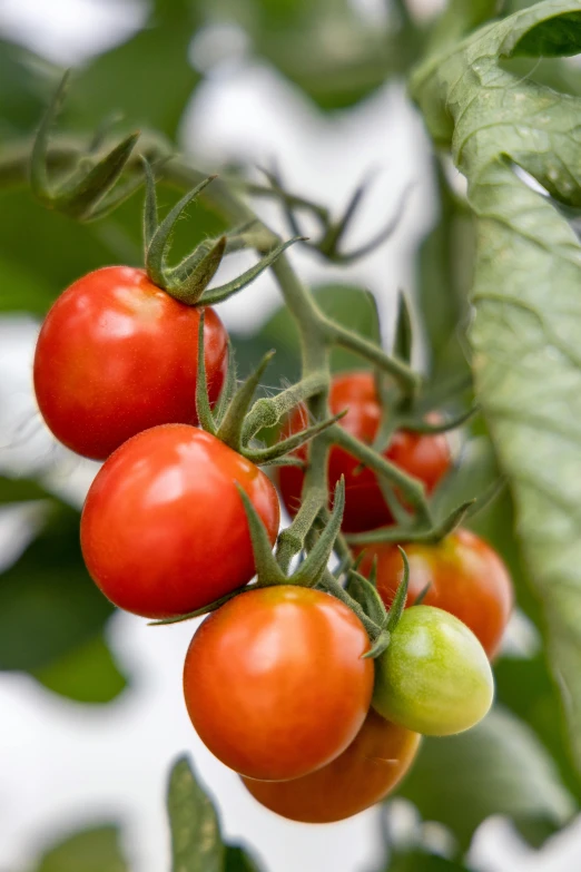 some tomatoes are growing on the plant in the daytime