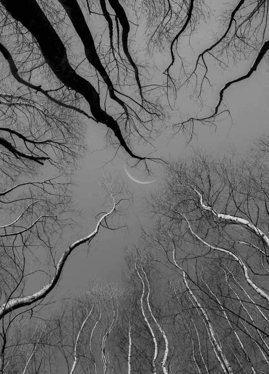 several tall trees looking up from below with no leaves