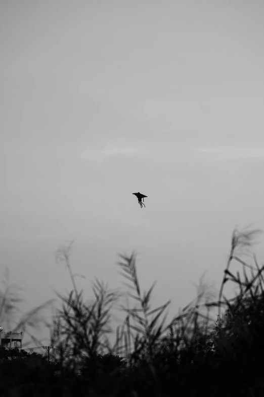 a bird flying through the sky during the day