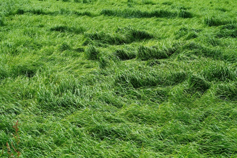 an animal standing in the middle of a lush green field