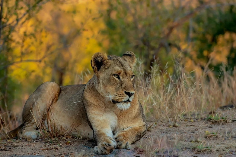 a single lioness rests while taking a break from hunting