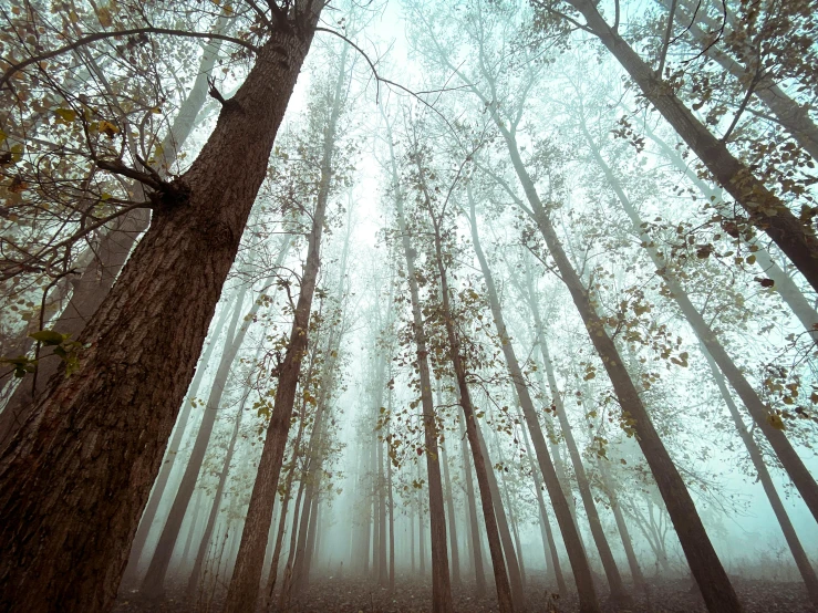 trees on the ground surrounded by fog