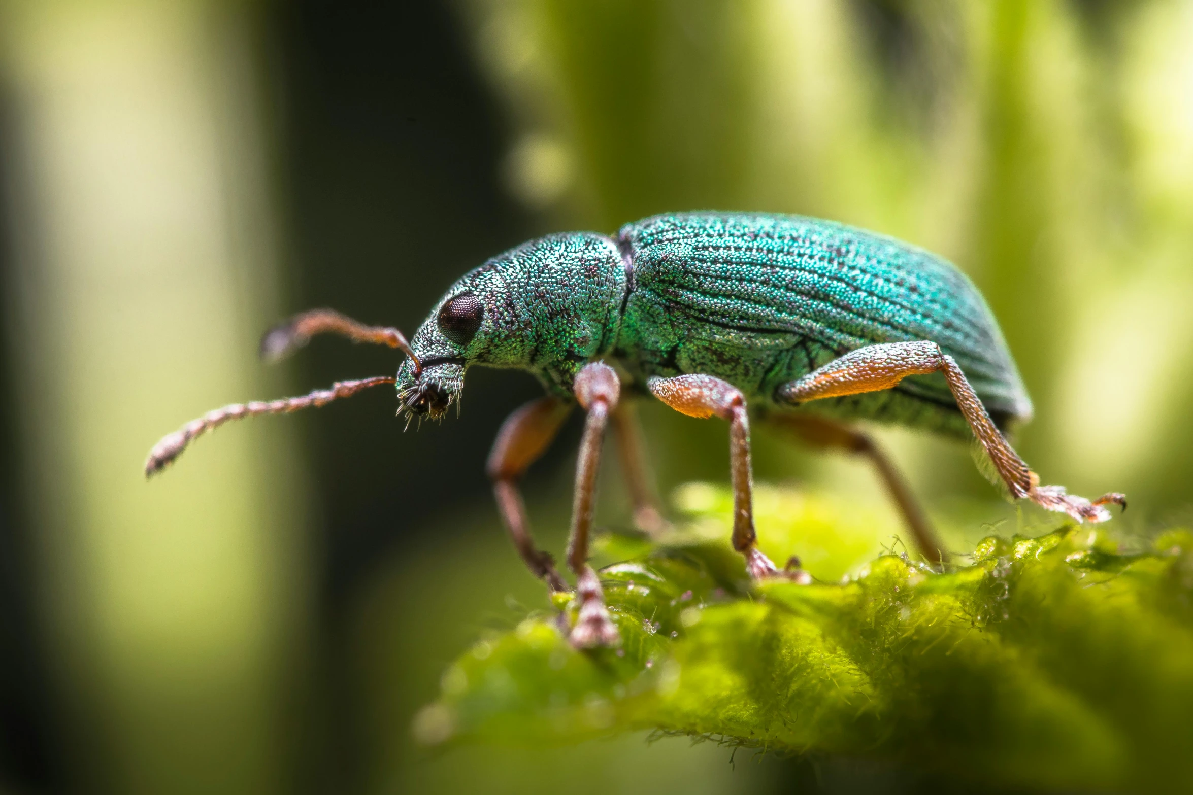 a bright green insect with small legs