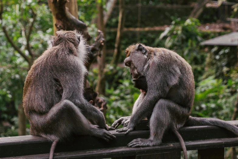 two monkeys sitting on a railing eating at a zoo