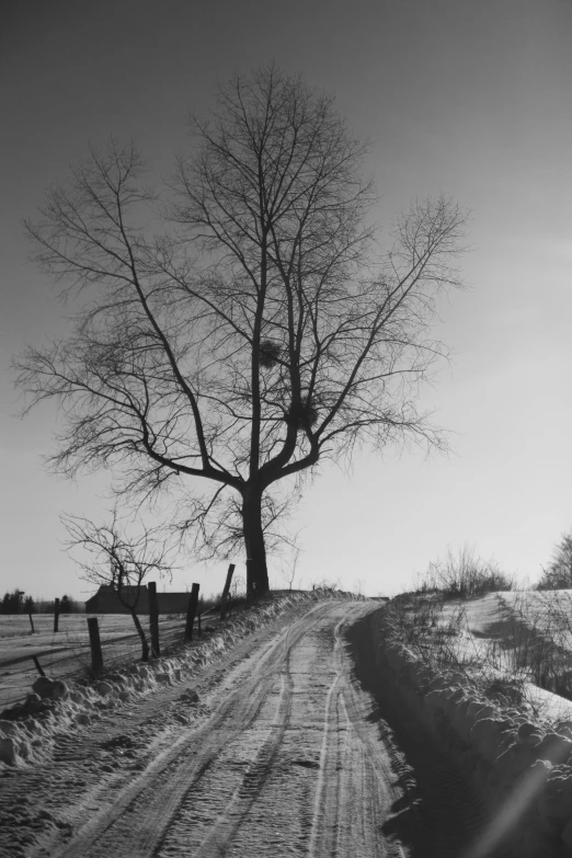 black and white pograph of tree and snow