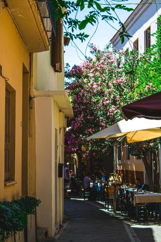 an alley way lined with colorful trees and umbrellas