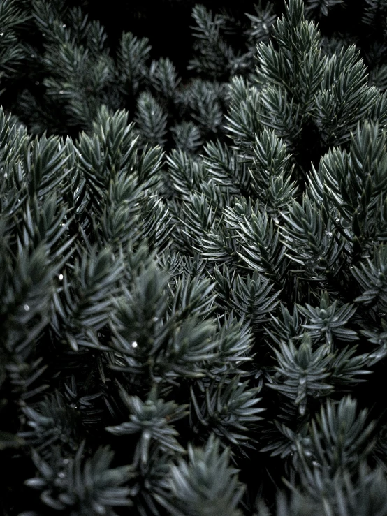 closeup of green needles in a pine tree