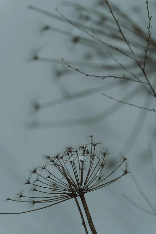 a flower is seen against a gray sky