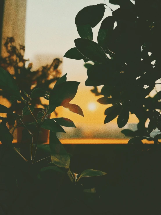 the sun is setting over a tree and some plants