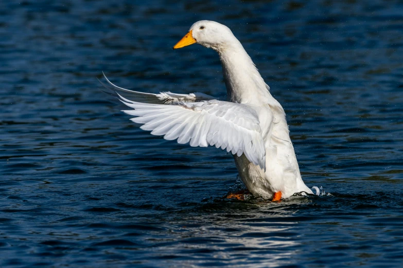 an image of a duck flaps his wings while swimming