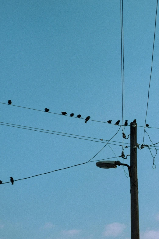 there are many birds on this power line