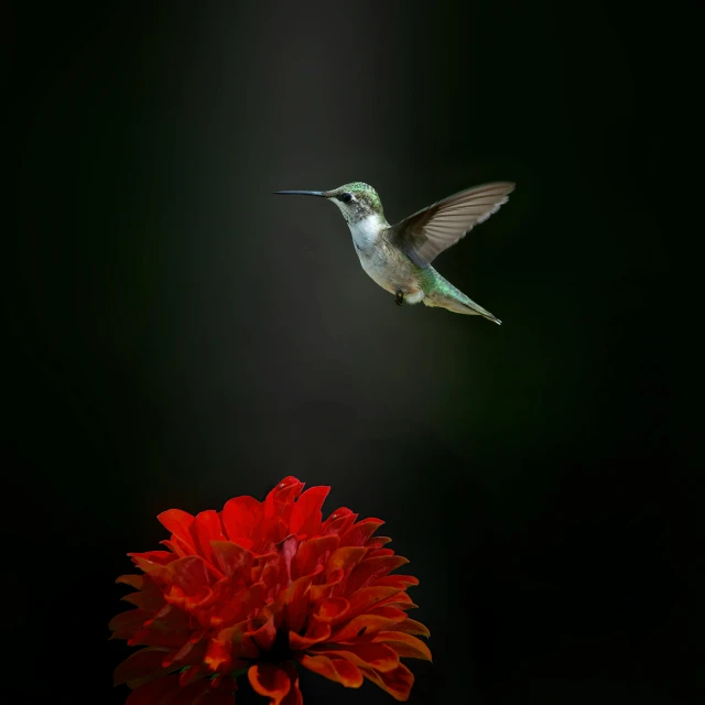 a red flower next to a hummingbird in flight