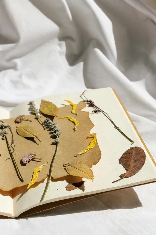 pressed flowers in brown and yellow on brown pages