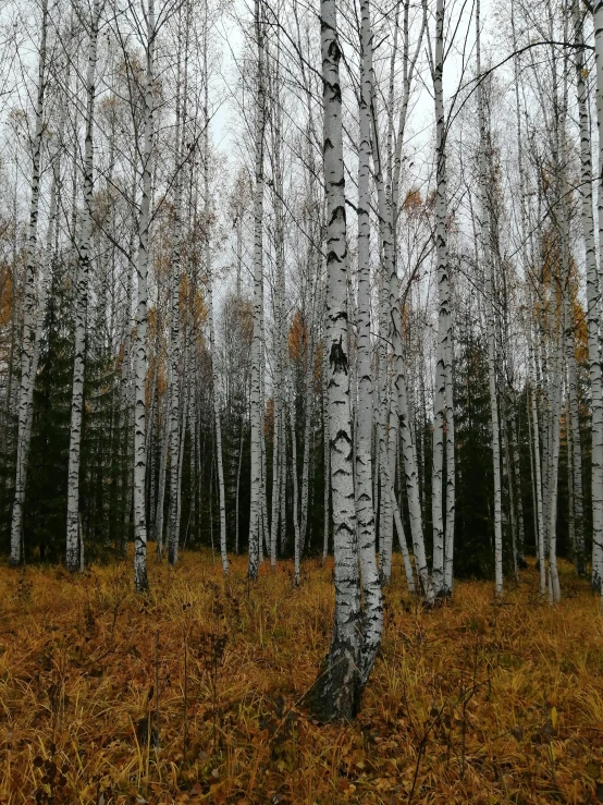 many white trees in the middle of a field