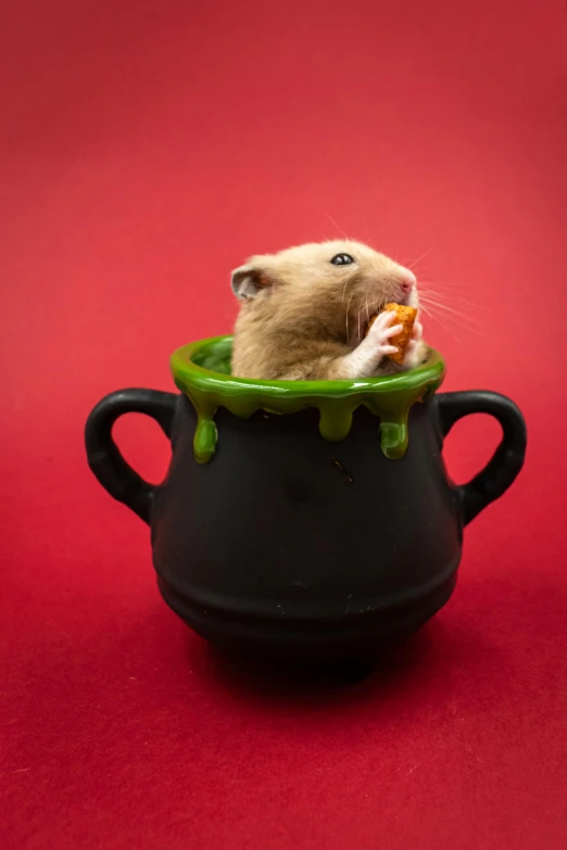 a small rodent sitting in a pot with its paw in it