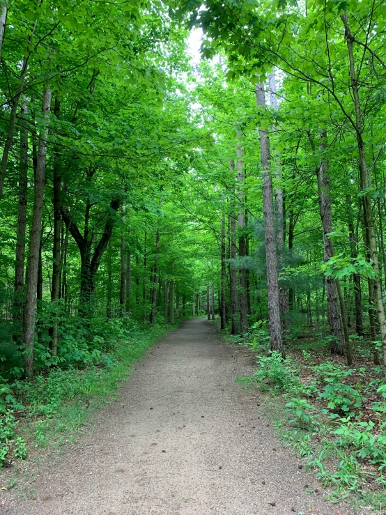 a dirt road and forest with lots of trees