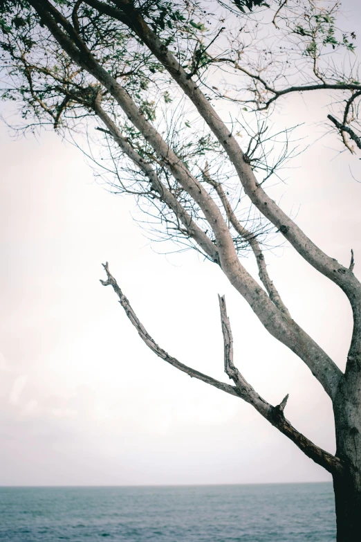 an open body of water with bare trees