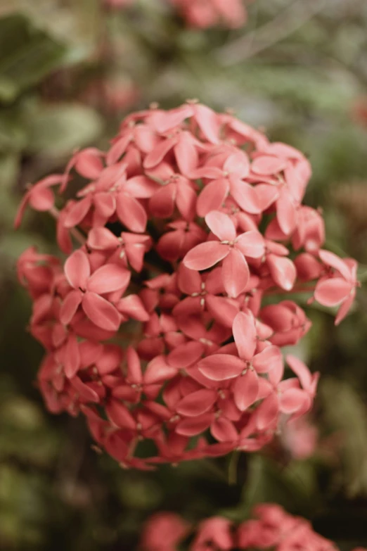 a bunch of pink flowers hanging from the middle of a bush