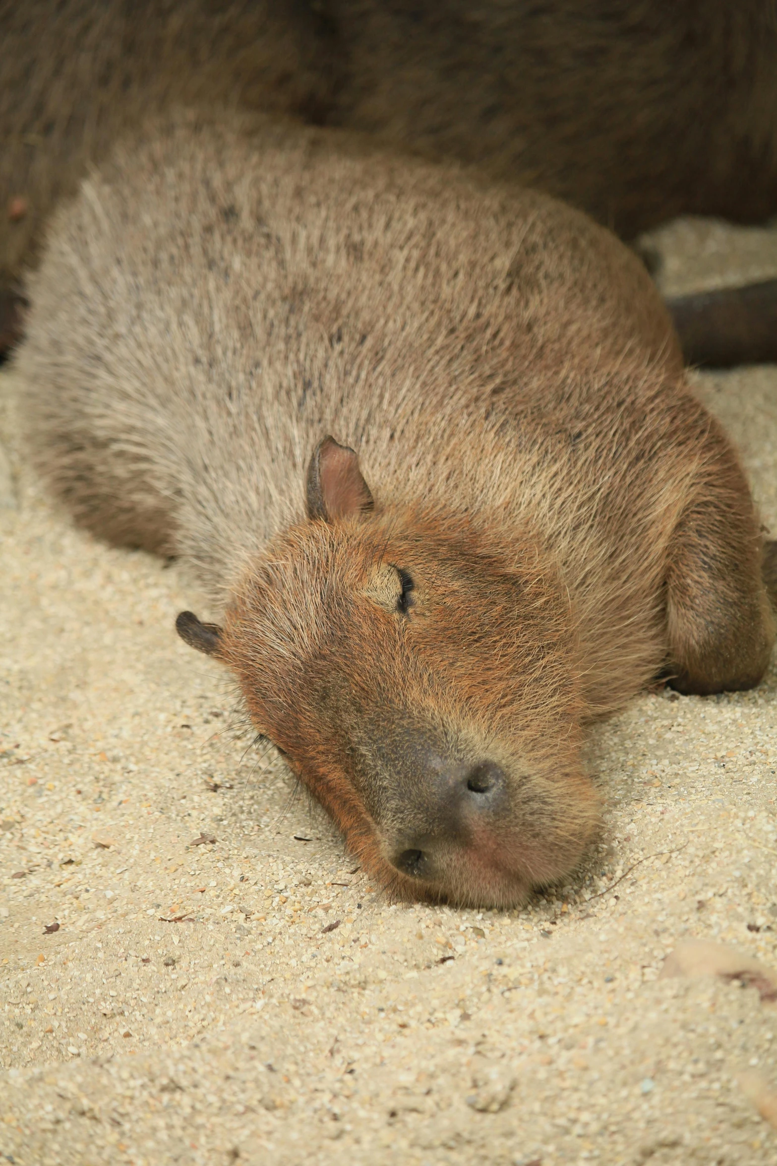 a small brown and black animal on sand