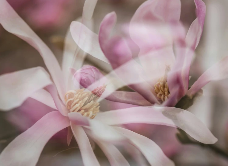 pink flowers with very long stems in a close up picture