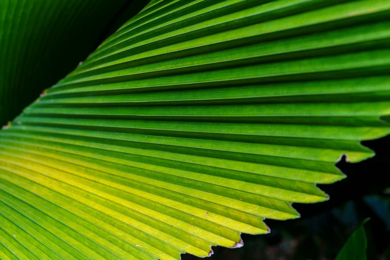 a close up view of a banana leaf