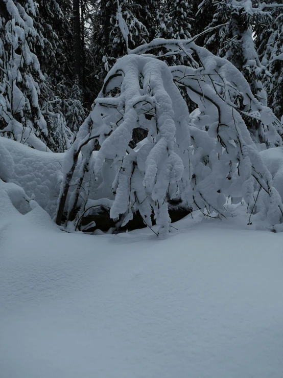 a large pile of snow with trees around it