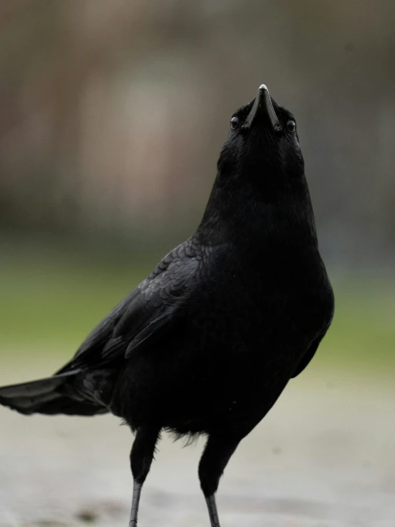 a black bird with its head up sitting on the ground