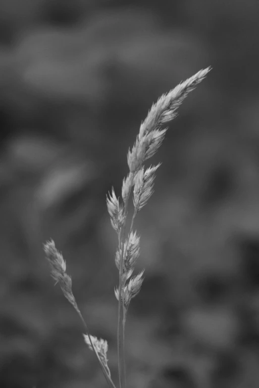 a small thin wild flower growing out of the grass