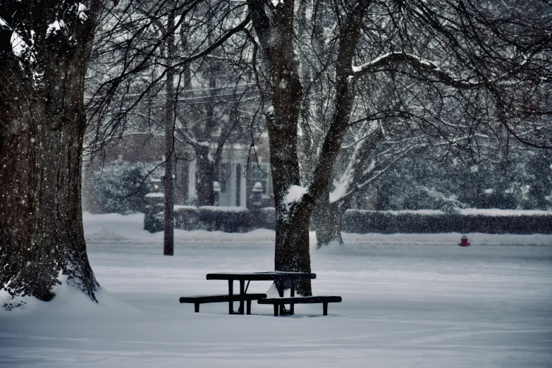 snow covered trees and benches in front of building