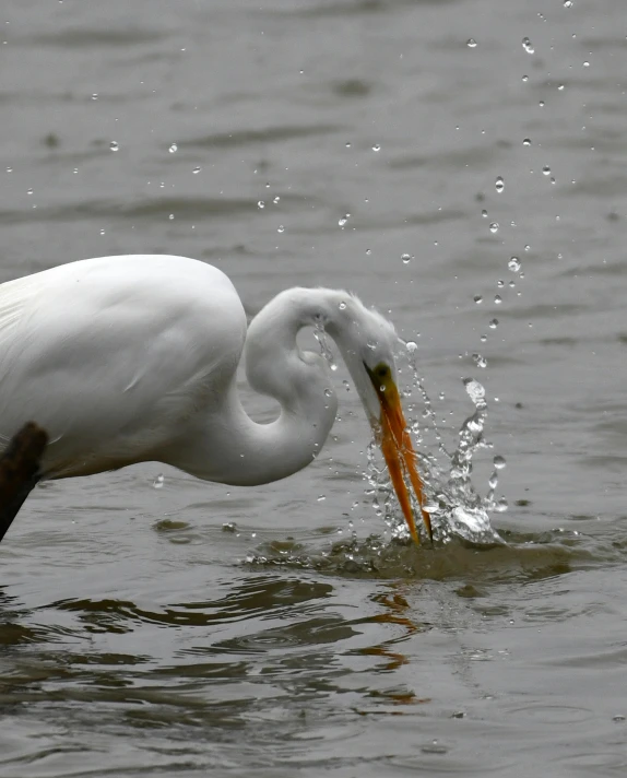 a white bird with an orange beak is on the water and has its head in water