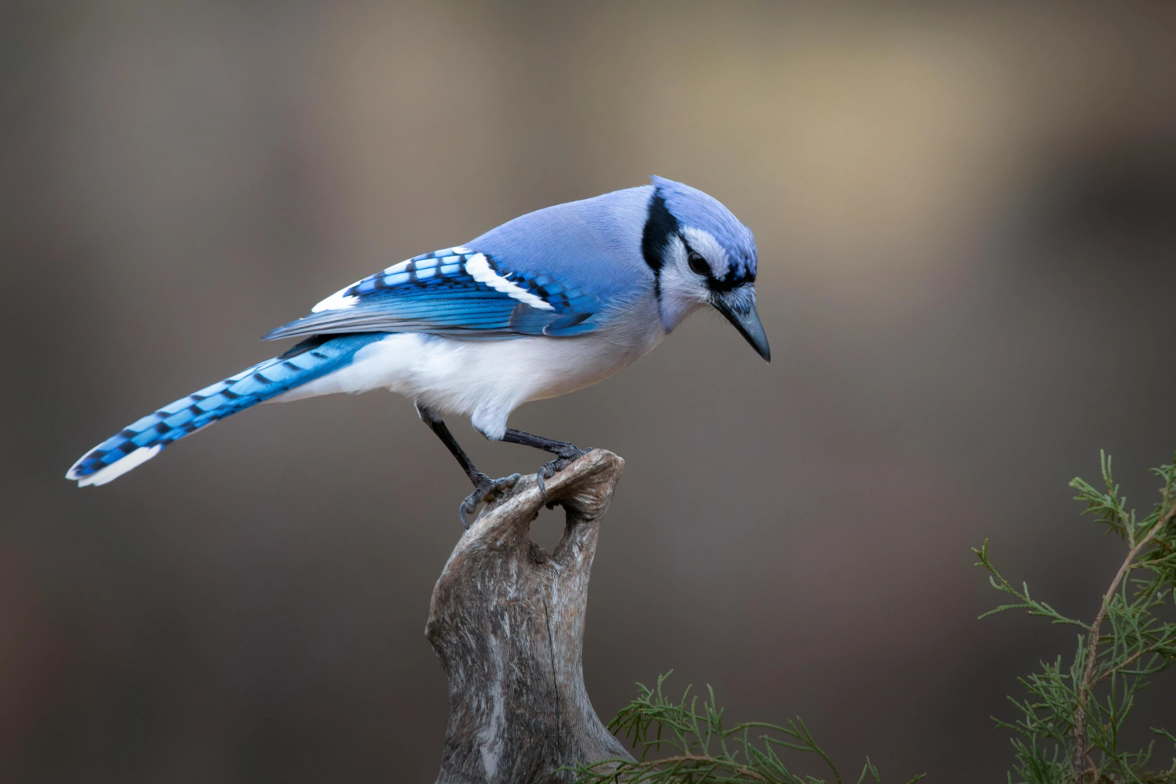 a blue bird with white wings perches on a nch