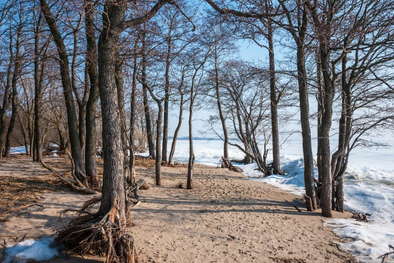 a group of trees with snow on them near the water