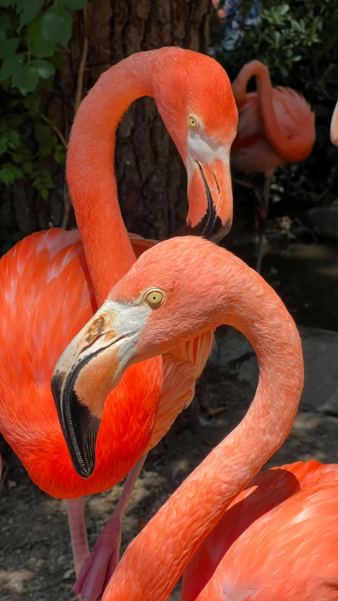 three flamingos are standing next to each other