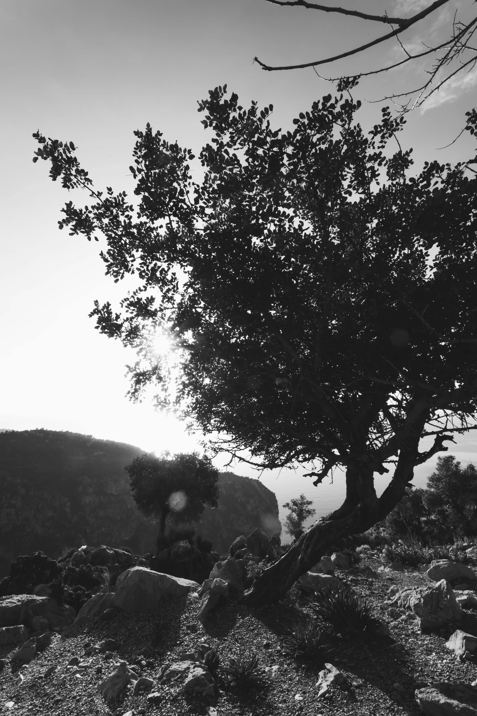 a tree and rocks at the edge of a mountain range