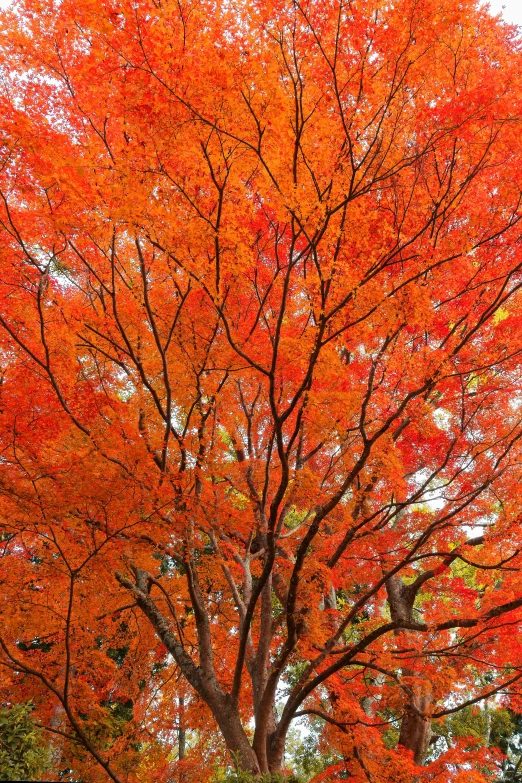 red maple trees in autumn at a park