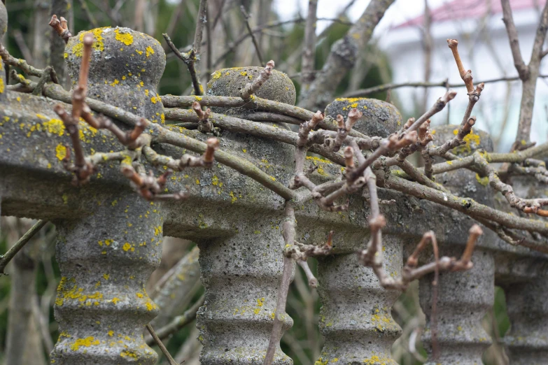 moss covered nches are growing on the fence