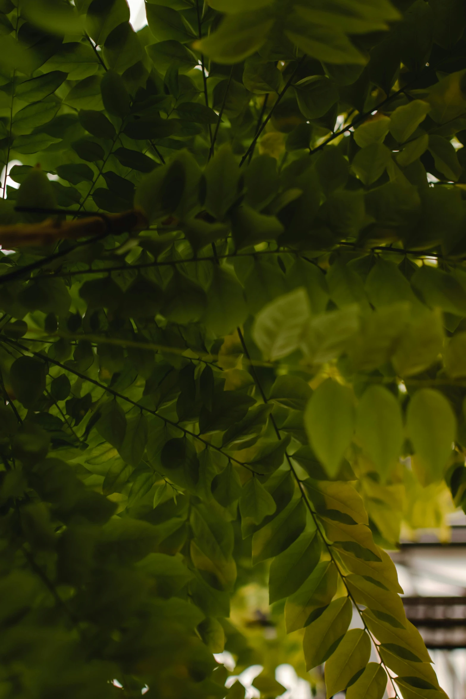 the green leaves are hanging from the tree