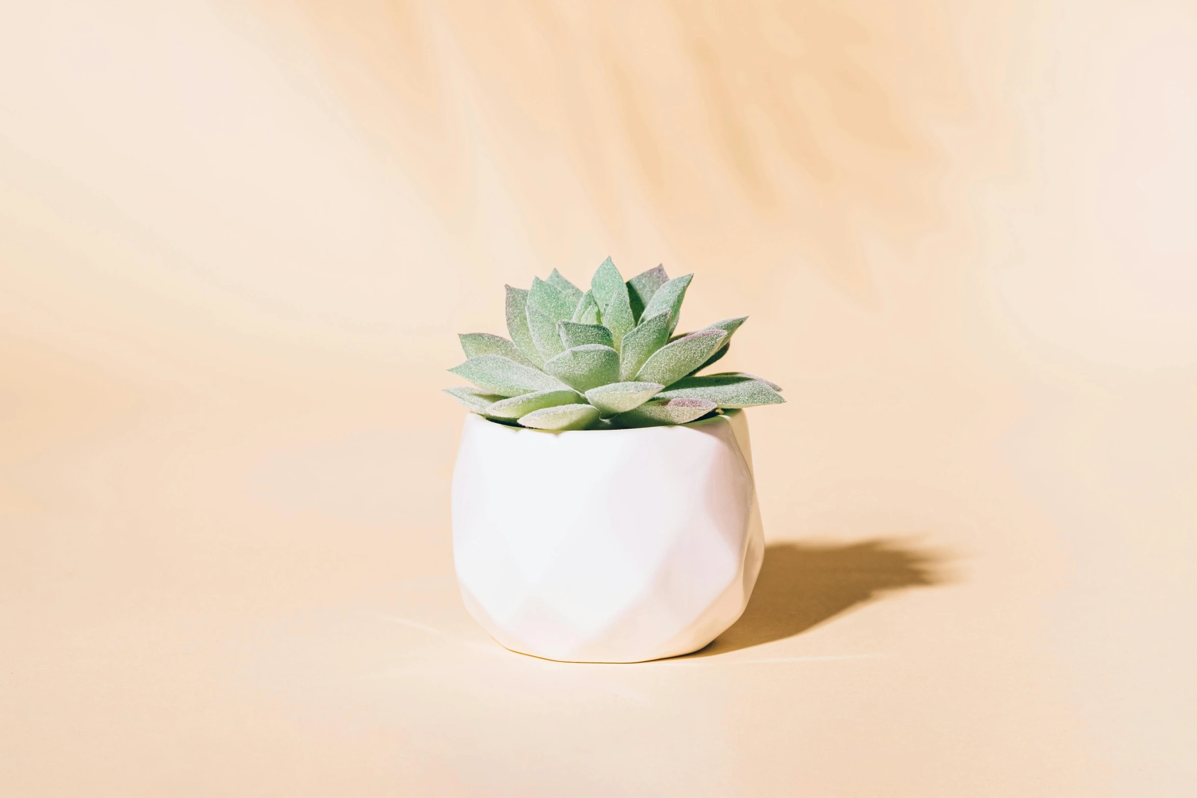 a potted plant in a white ceramic container