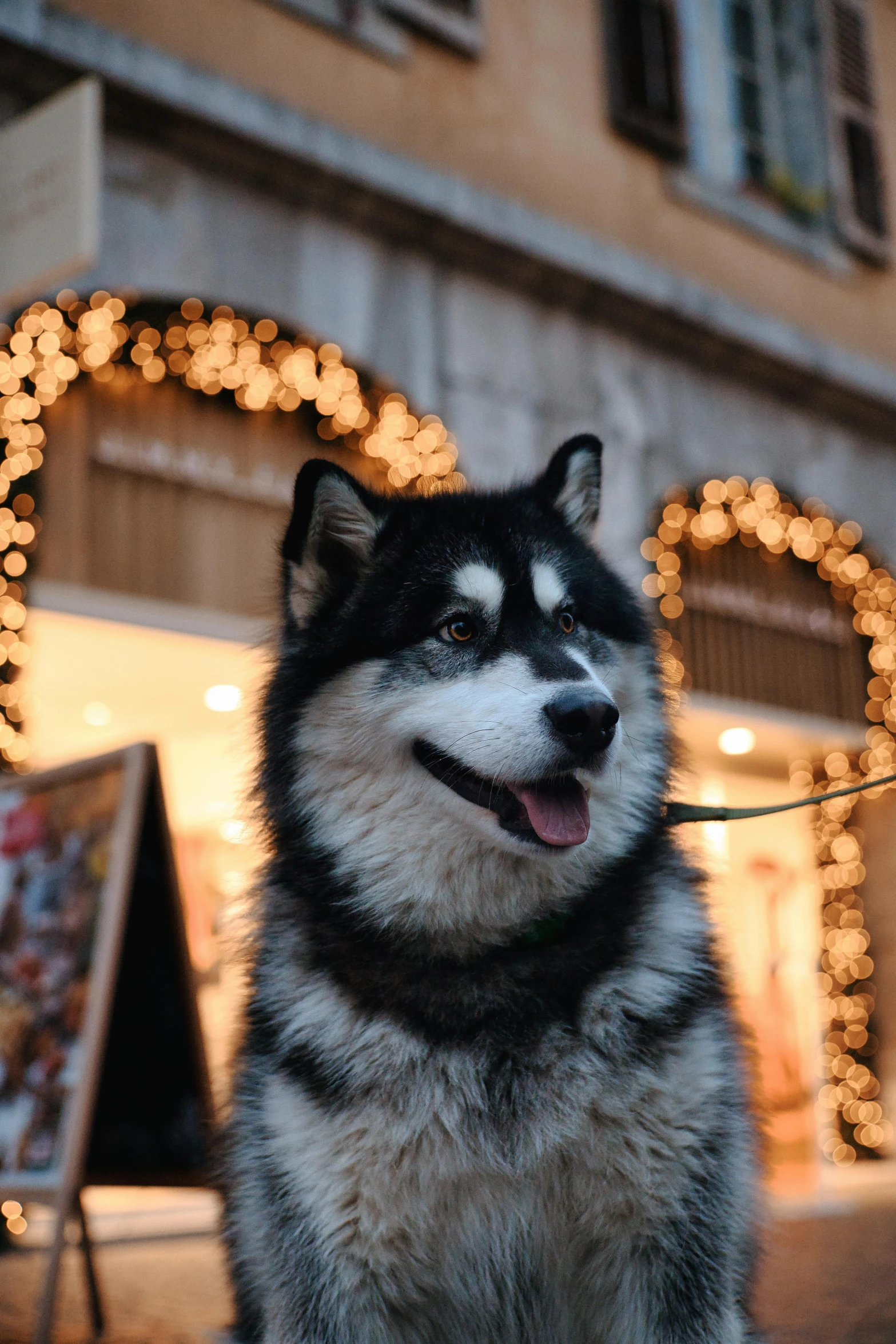 a dog is smiling for the camera outside in front of holiday lights