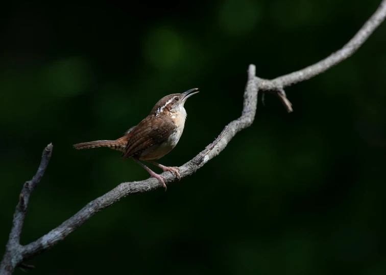 there is a small bird sitting on a tree limb