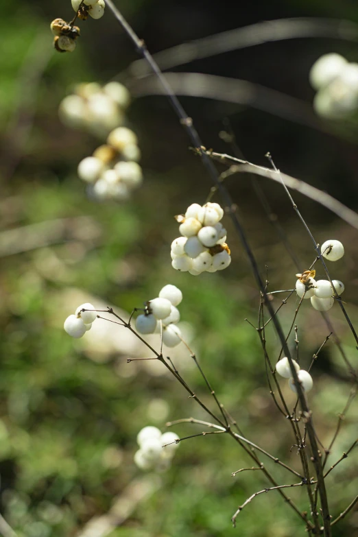 the close up of a flowering plant with leaves