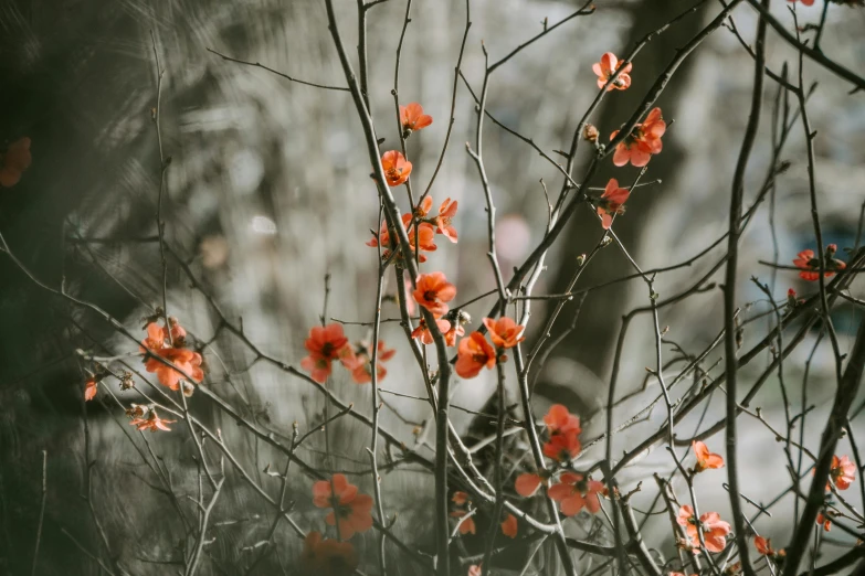 a red bush with flowers is in the fog