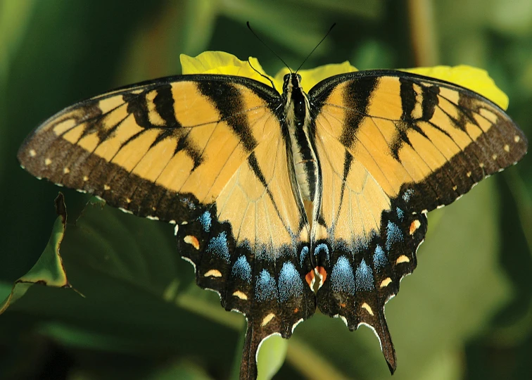 the tiger erfly has landed on a bright yellow flower