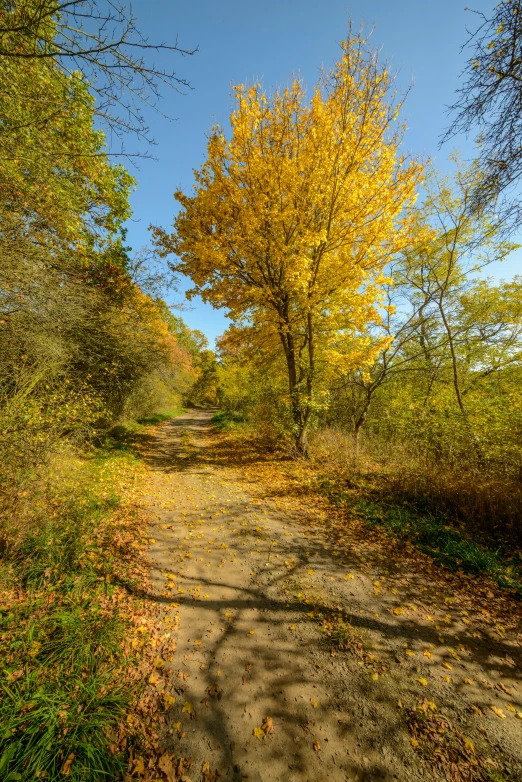 a pathway that is lined with lots of trees