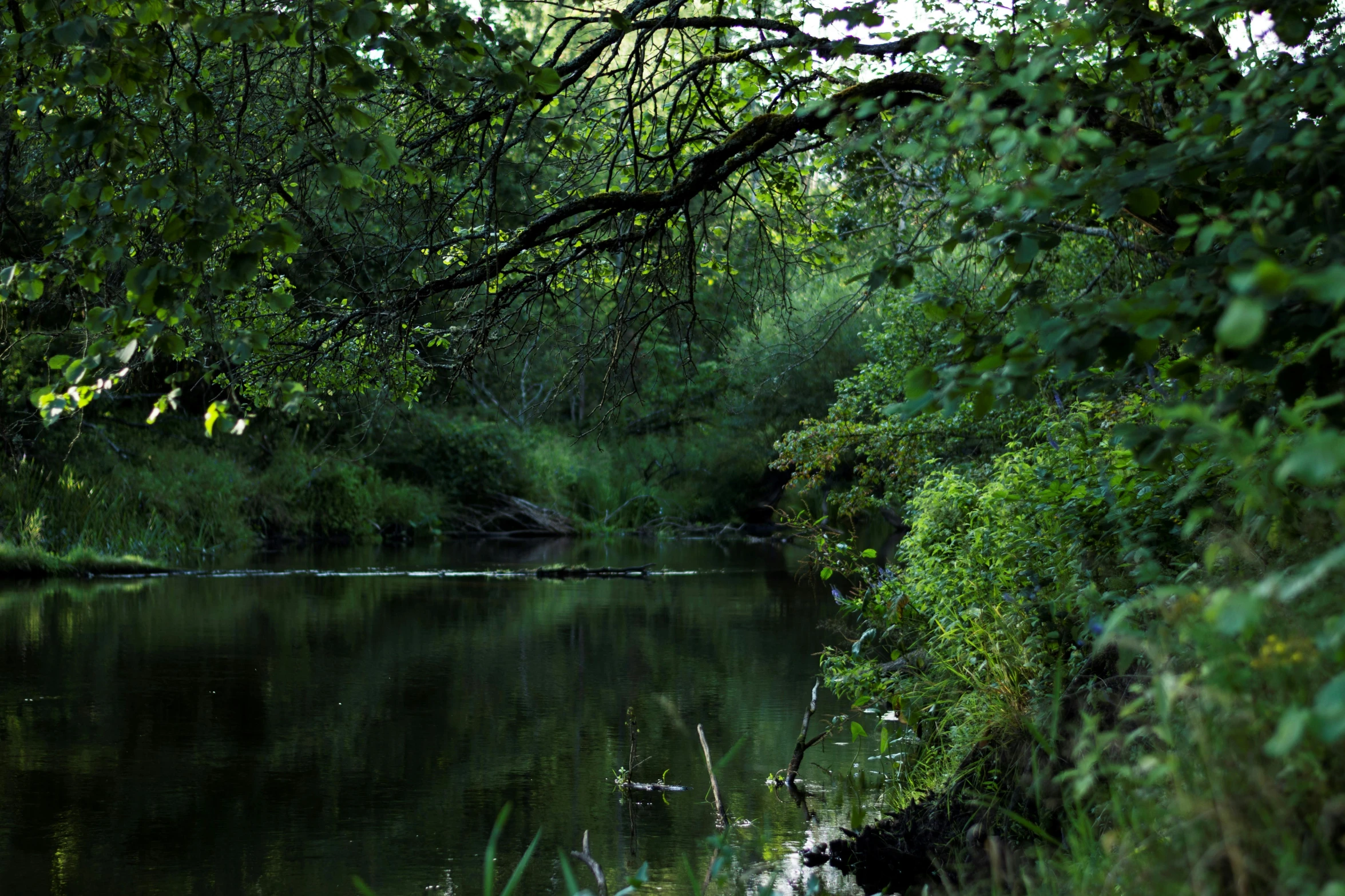 the river is clear and empty as it goes under the trees